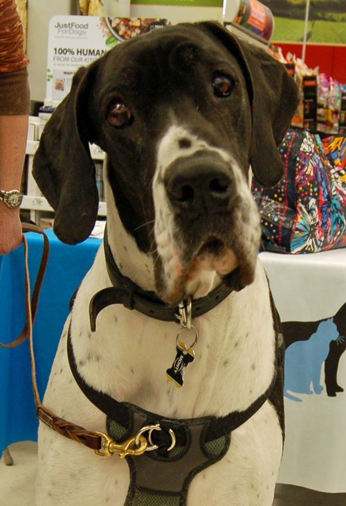 Adopt Monty On Pet Adoption Pets Great Dane Dogs
