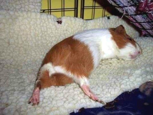 Pin On Guinea Pigs And Newspaper - Can Guinea Pigs Use Newspaper For Bedding Pin On Guinea Pigs And Newspaper - Can Guinea Pigs Use Newspaper For Bedding