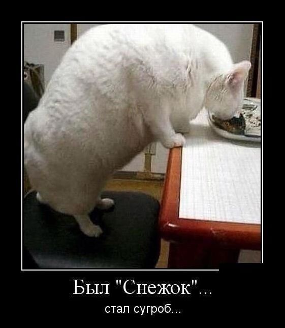 Лучшие демотиваторы - приколы дня / Приколы
