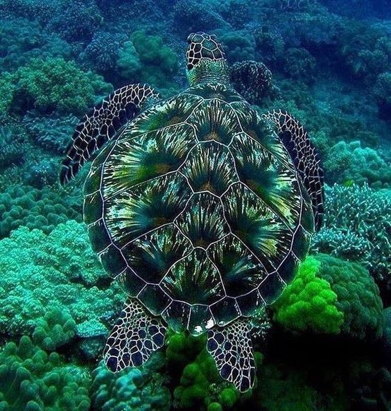 🔥 Stunning photo of a sea Turtle 🔥 : NatureIsFuckingLit