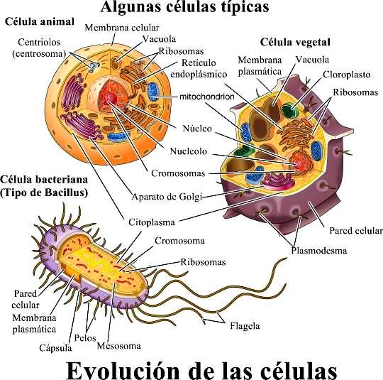 Las Celulas Enseñanza Biología Notas De Biología Biología Celular