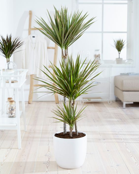 Les Dracaenas sont des très bons nettoyeurs d'intérieur. Ils parviennent à capturer certaines toxines. Cette plante dépolluante est parfaite pour votre chambre !