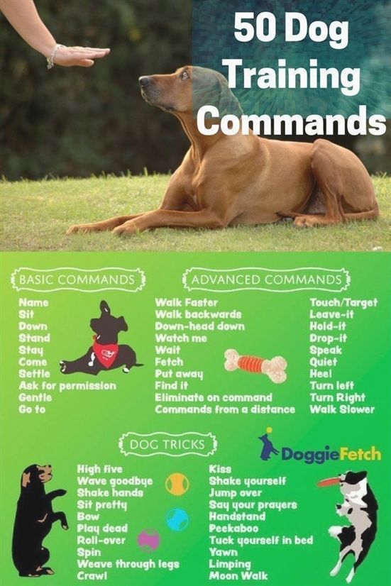 Dog Training Cesar Millan Dog Training Zimmerman Dog Training