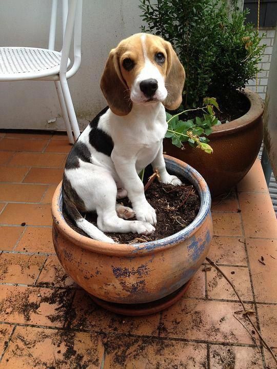 Beagles Are Generally Healthy But Certain Health Problems Can