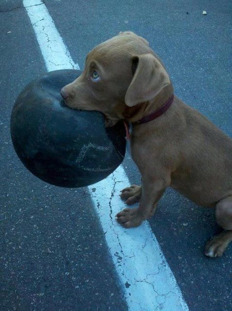 20 Cute Pitbull Dog Puppies Pitbull Dog Puppy Pitbulls Pitbull Dog