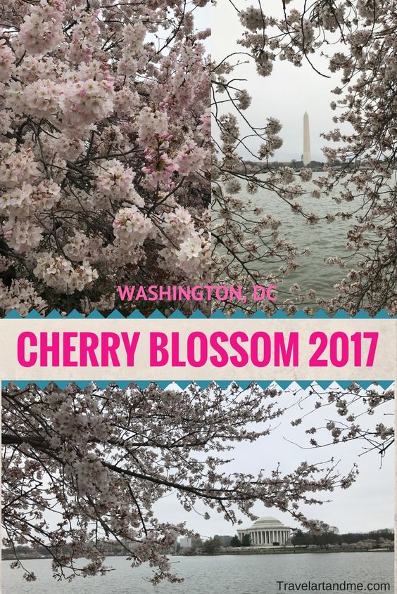 Cherry Tree Cherry Tree Beautiful Tree Beautiful Flowers