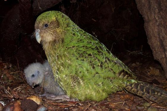 Kakapo, son 147 kiÅisine kalmıÅ. Åimdi, bilim adamları kuÅun üremesine yardımcı olmak için fitnes izleyicileri ve semen taÅıyan uçak kullanıyorlar.