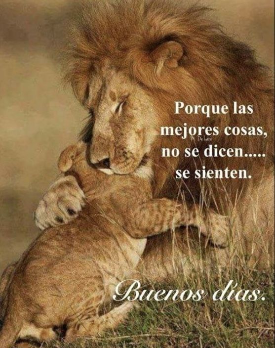 lions-with-good-morning