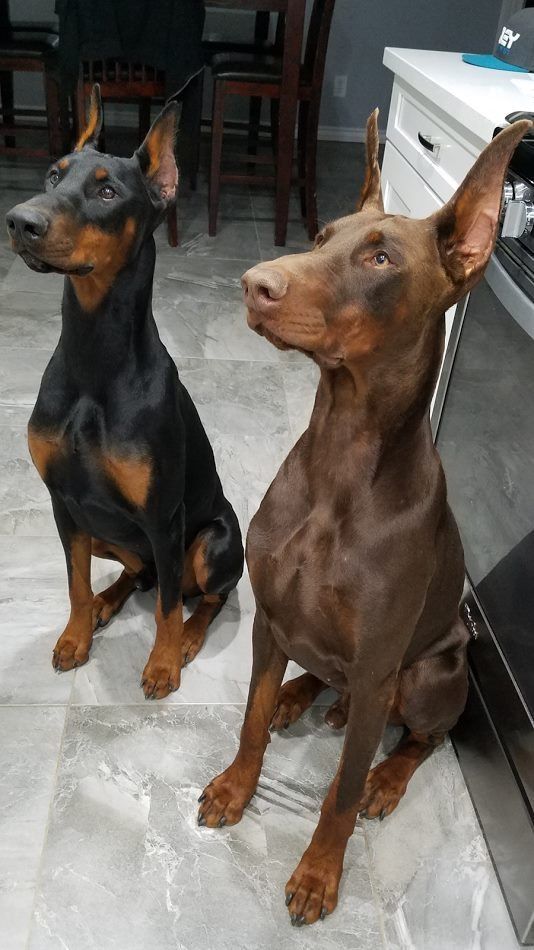 Pin By Georgia Crossman On Doggo Doberman Pinscher Dog Dogs
