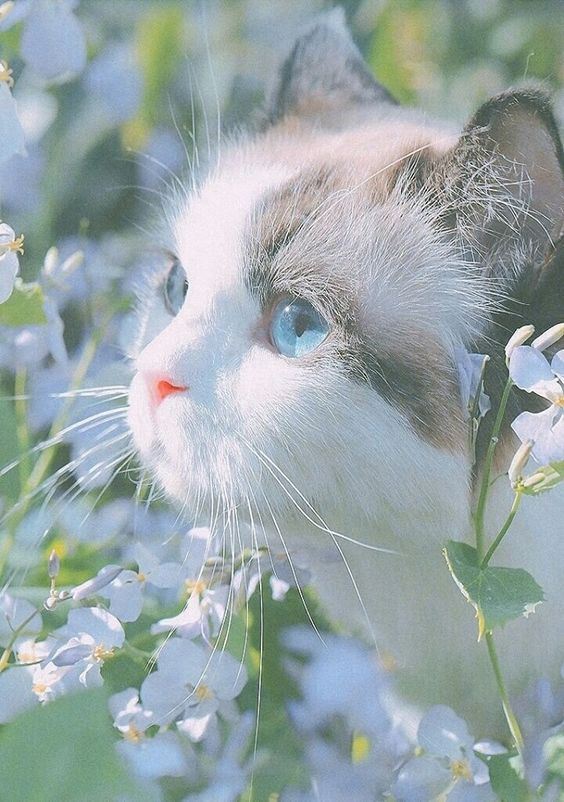 Cartoonanimalwallpaperiphone Animalbackgroundiphone