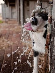 animales te enseñan a refrescarte en días de calor animales te enseñan a refrescarte en días de calor