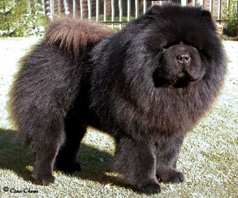 rough chow chow