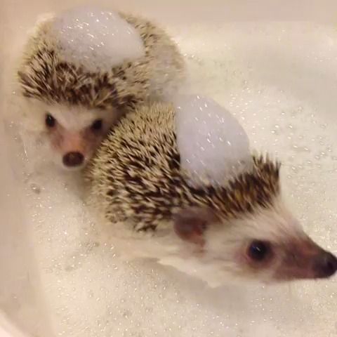 Hedgehog!