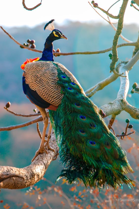 How to Interpret an Encounter with a Peacock