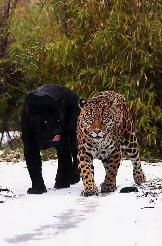 What Do Jaguars Eat >> Looks Like The Black Jaguar Is Ready To Eat The Leopard What Do Jaguars Eat >> Looks Like The Black Jaguar Is Ready To Eat The Leopard