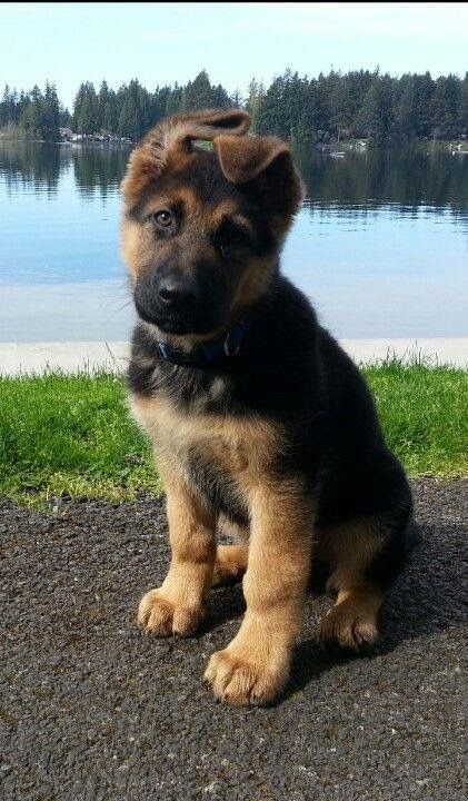 Pin By Cassie Fisher On Dogs Dog Friends German Shepherd