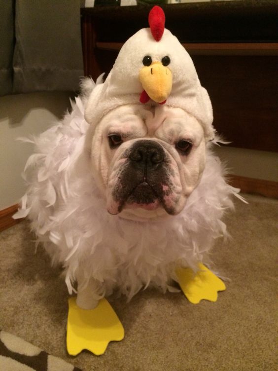 funny #Bulldog