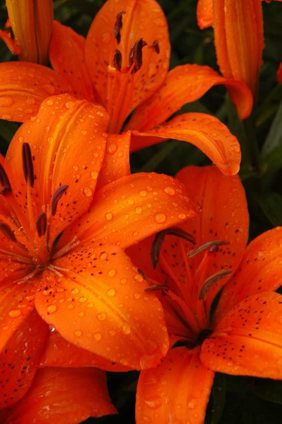 Tiger Lilies
