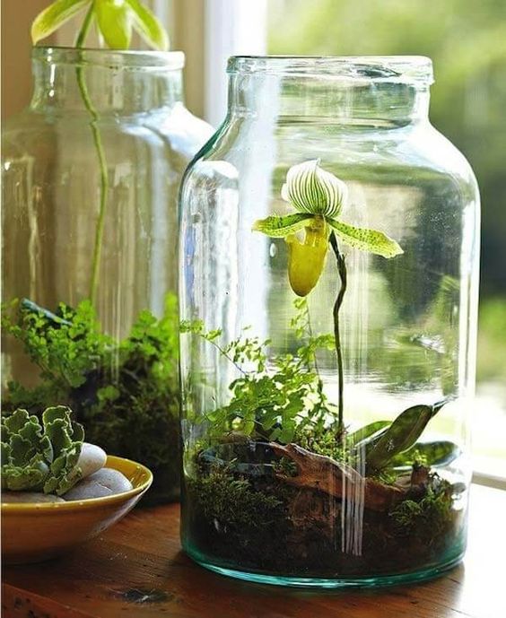 Jars as planters for indoor plants #gardenIdeas #garden #gardening #plants #homeDecor #indoor