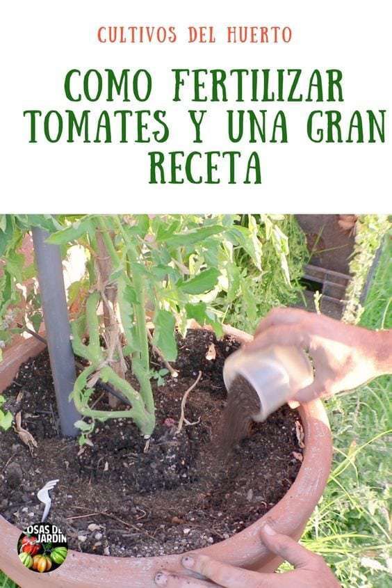 Como Hacer Un Buen Fertilizante Para Tomates Y Como Fertilizar Tomates Cosas Del Jardin Plantas De Tomate Cultivar Tomates Cultivo De Hortalizas