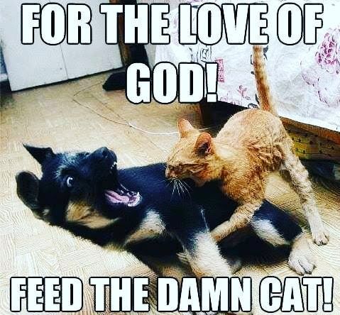 Cat Dogs Catfightclub Catlife Cathumor Doglife Doghumor Feed