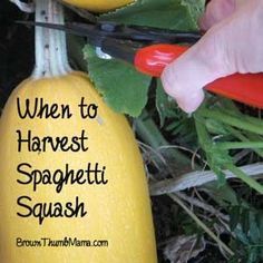 grow spaghetti squash grow spaghetti squash