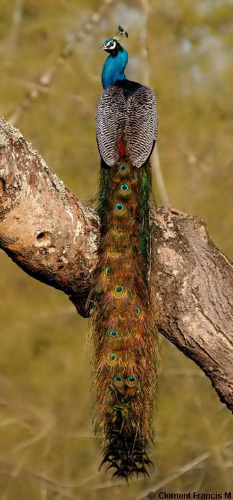 Amazing wildlife - Blue Peacock photo #peafowl by Clement Francis