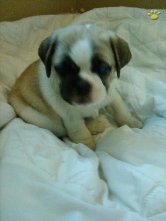 Summer Jug Puppy For Sale In Nottingham Pa Lancaster Puppies