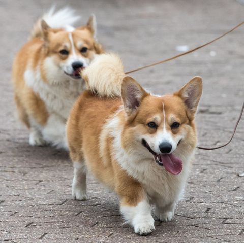 One Of These Friendly Dog Breeds Could Be Your Perfect Pet