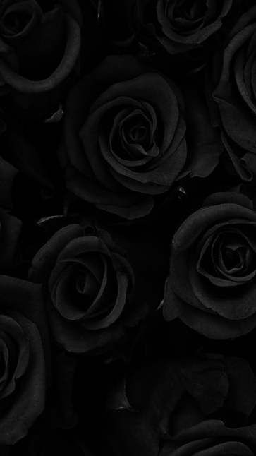 pic De Pantalla Iphone Fondos Aesthetic Negro Y Rosa wall paper flores negras black roses