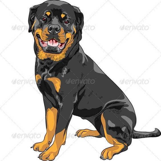 Rottweiler Breed Dog