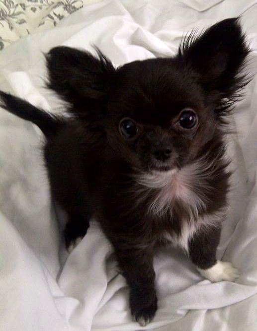 So So So Cute Chihuahuaaccessories Chihuahua Puppies Baby