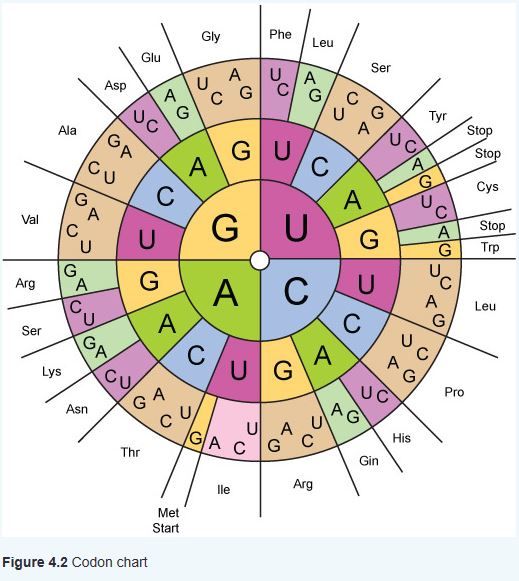 Pin By Tim Strycker On Exercise Herbal Extracts Herbalism Amino Acids