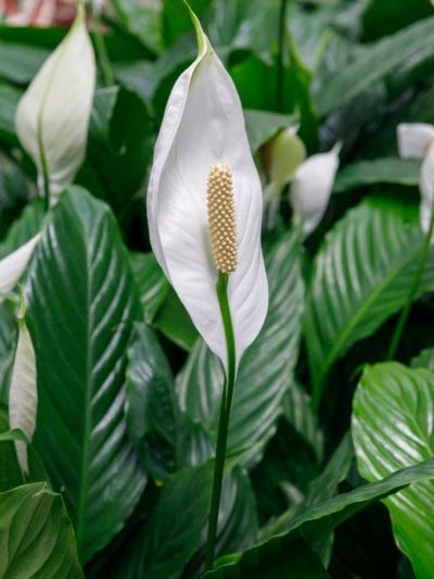 Tips & Information about Peace Lilies - Gardening Know How