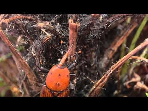 Pin En Enfermedades De Plantas Y árboles