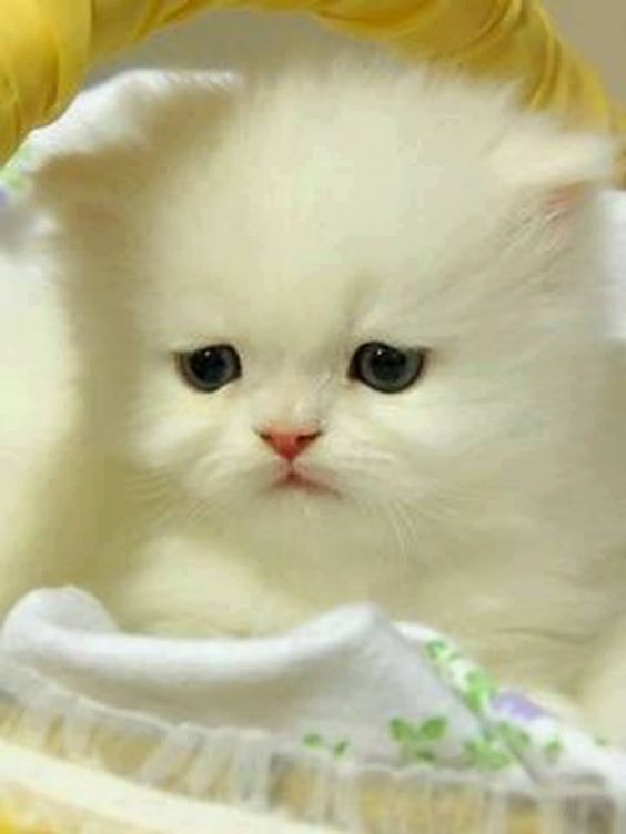 Why Are Cats Better Than Puppies Sevimli Hayvan Yavrulari Sevimli Kedi Yavrulari Sevimli Kediler Why Are Cats Better Than Puppies Sevimli Hayvan Yavrulari Sevimli Kedi Yavrulari Sevimli Kediler
