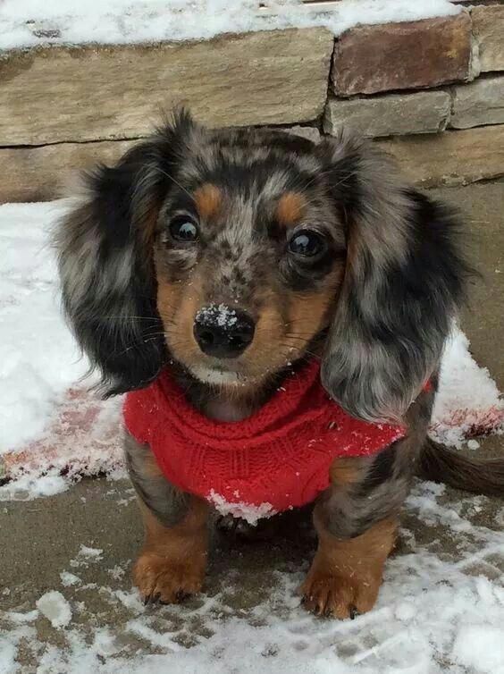 Discover The Vigilant Daschund Dogs Exercise Needs Daschundlove