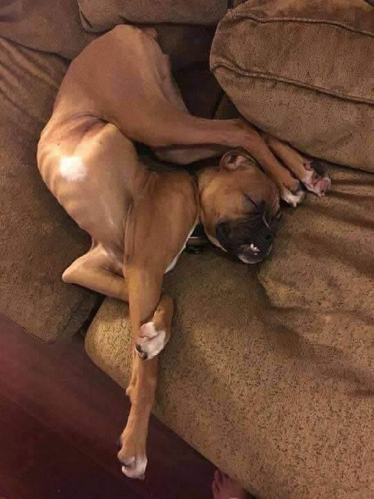 Funny Sleeping Dog Funny Videos Funny Pictures Boxer Dogs