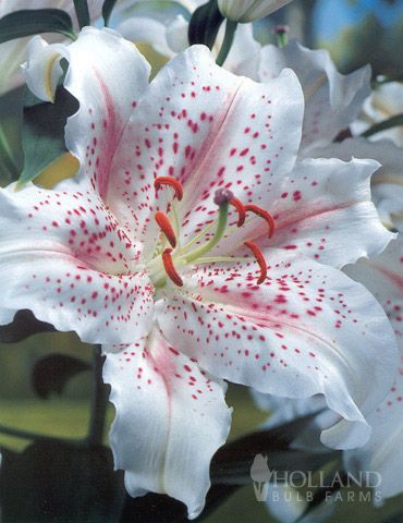 Muscadet Oriental Lilies Jumbo Pack