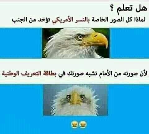 Pin By Inspirit Dz On Info And Fun Bald Eagle Fun Animals