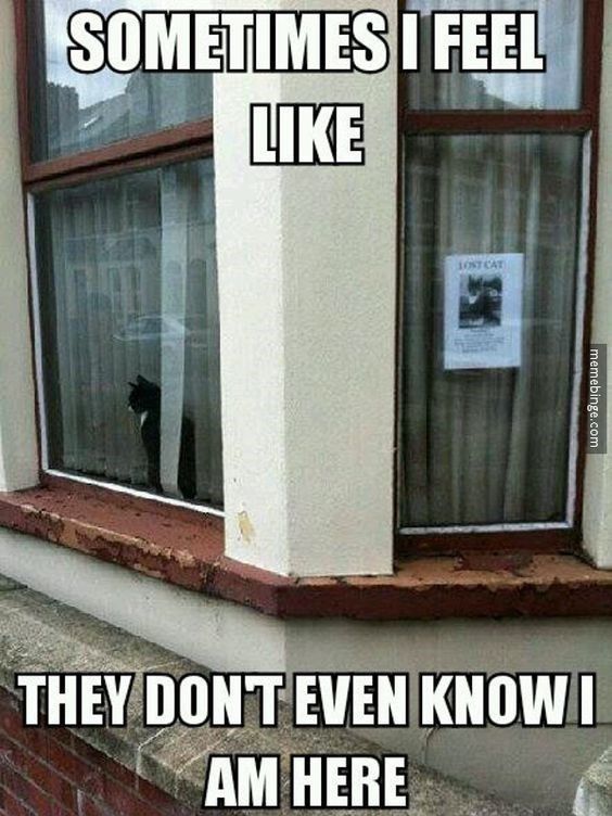 17 Cat Memes To Make You Laugh Until You Cry Funny Cat Memes