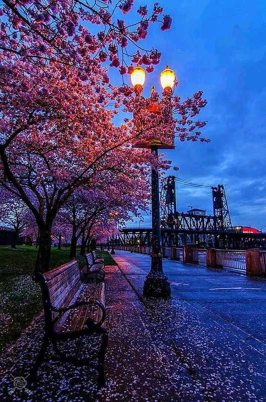 1 Spring Evening