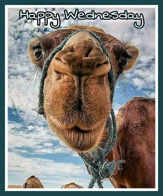 Happy Wednesday