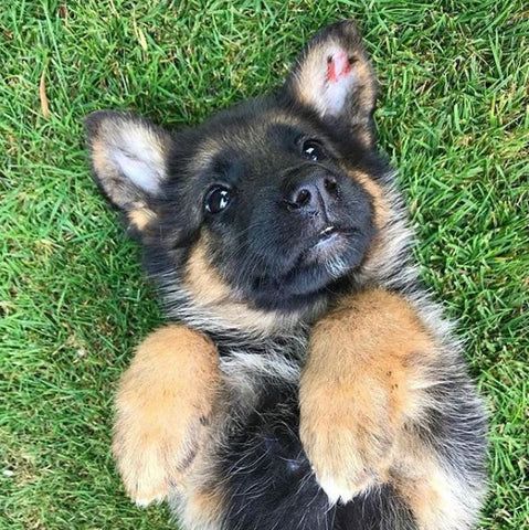 20 Baby German Shepherd For Your Viewing Pleasure