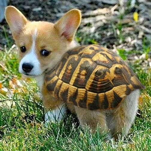 PetsLady's Pick: Cute Turtle Pup Of The Day ... see more at PetsLady.com ... The FUN site for Animal Lovers