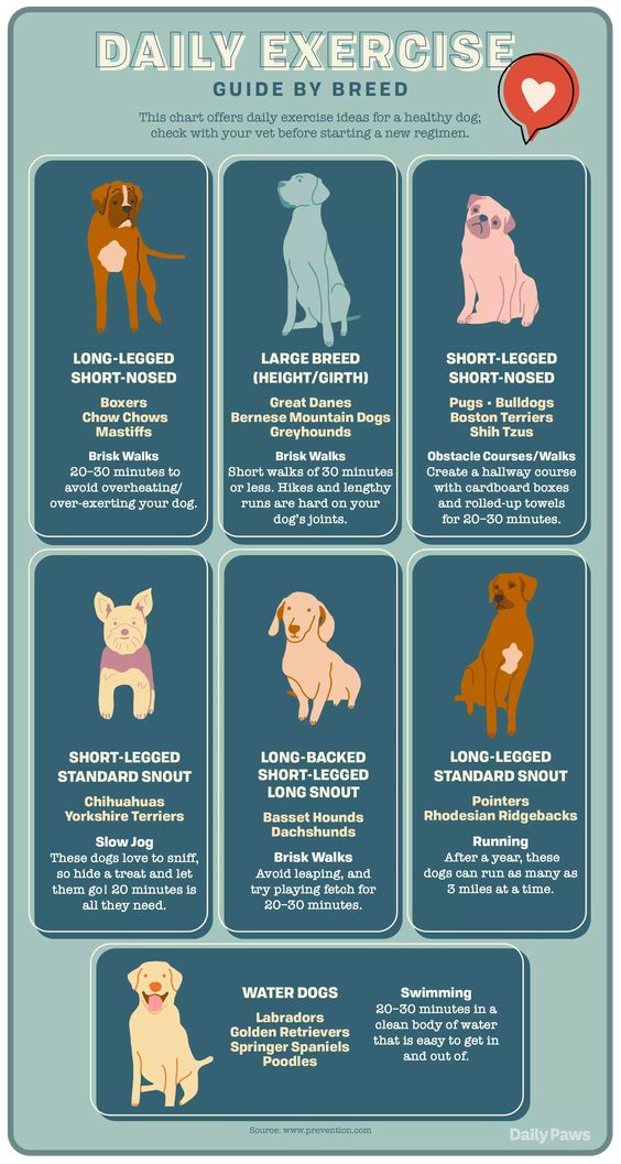 pet-exercise-chart-with-dp-logo