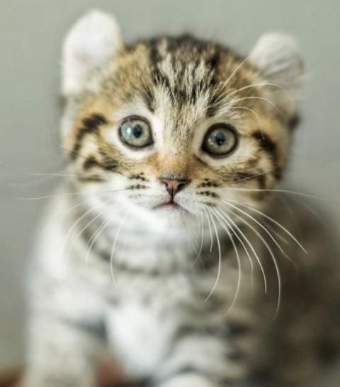 Le Highland Lynx Cette Race De Chat Meconnue Qui Nous Fait Craquer Races De Chats Lynx Chat Le Highland Lynx Cette Race De Chat Meconnue Qui Nous Fait Craquer Races De Chats Lynx Chat