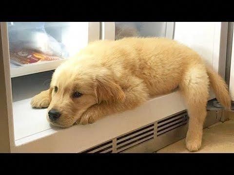 Best Of Cute Golden Retriever Puppies Compilation Doggrooming