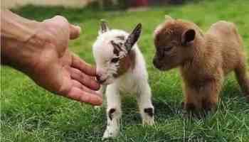 dwarf goat, dwarf goats, dwarf goats for sale