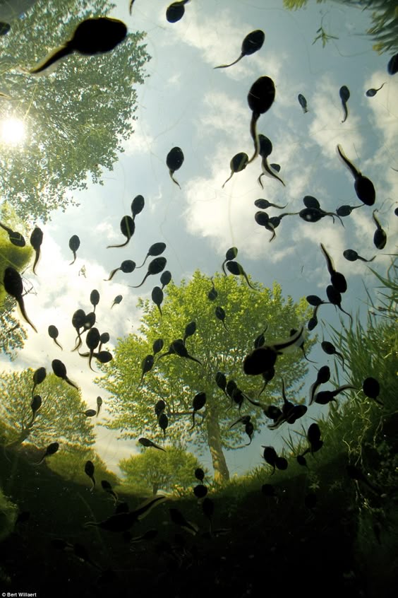 Royal Society reveals best nature pictures of the year
